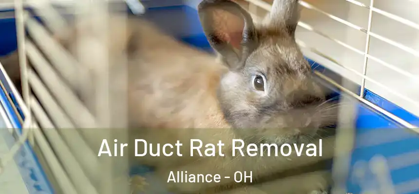 Air Duct Rat Removal Alliance - OH